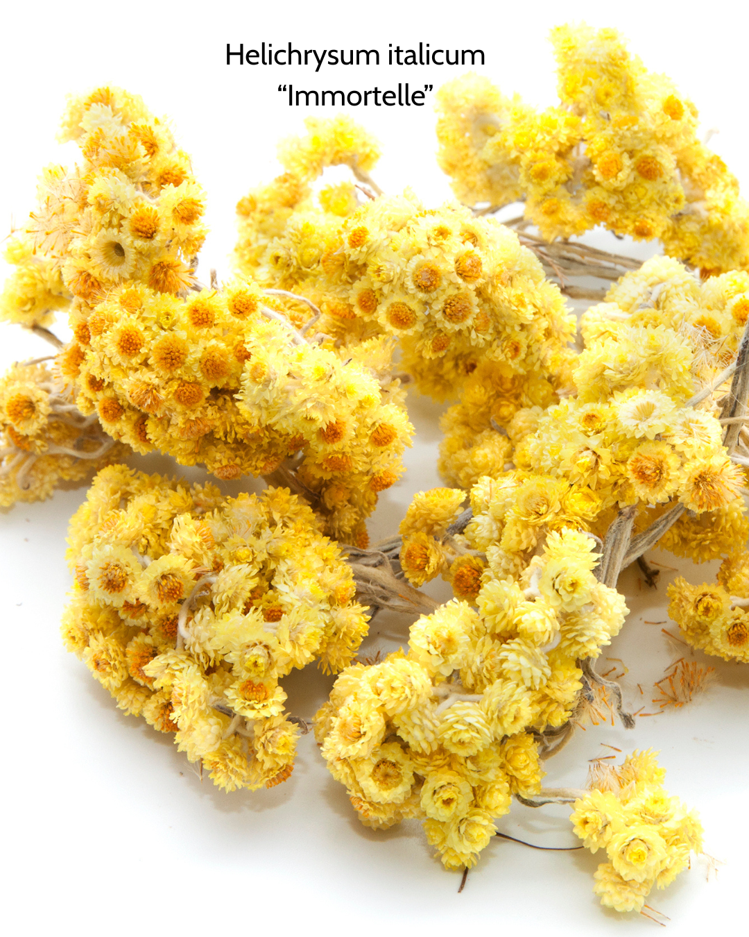 Glow Scar Serum from Viriditas Clinical Beauty