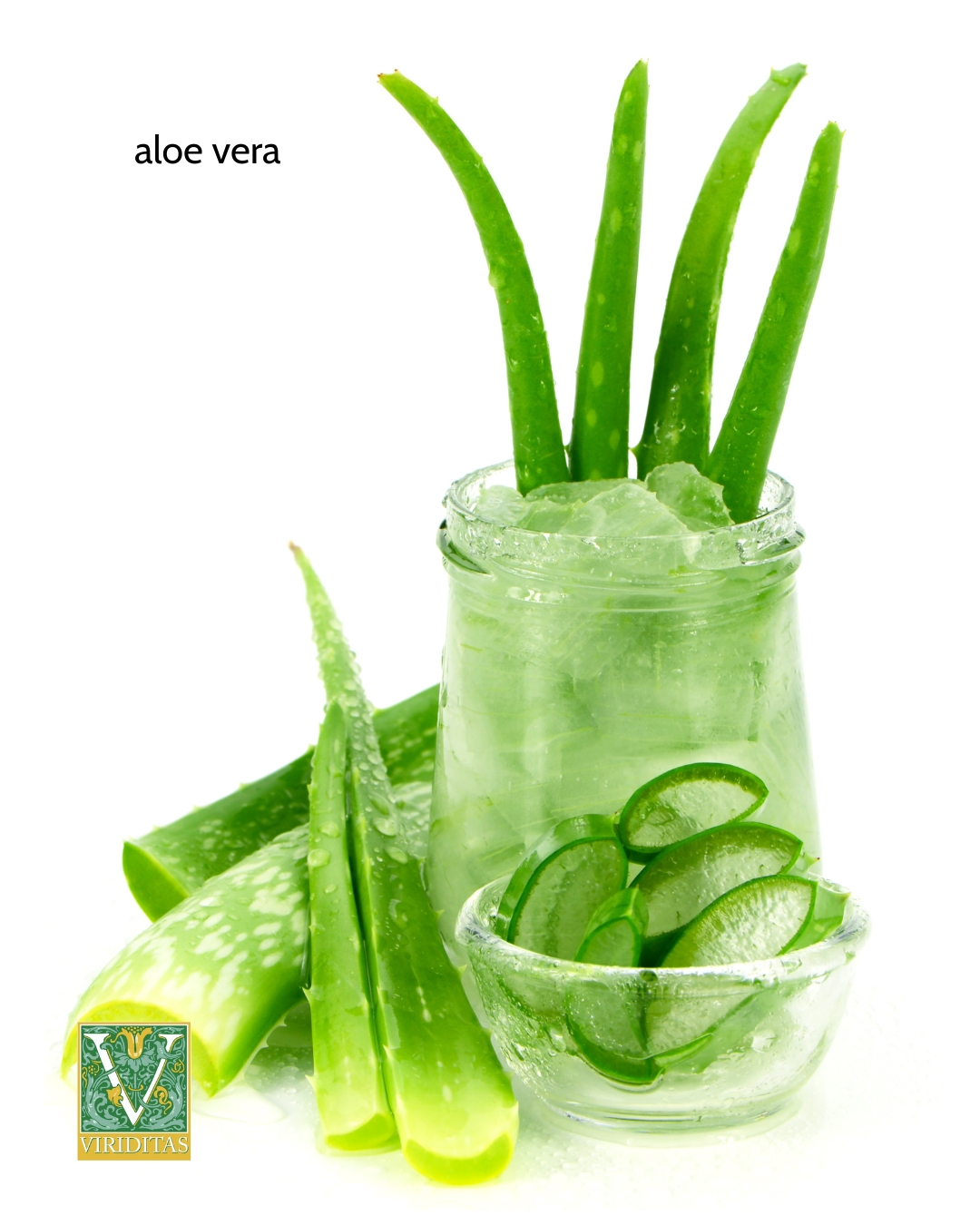 aloe vera leaves cut and sliced, standing in ice water