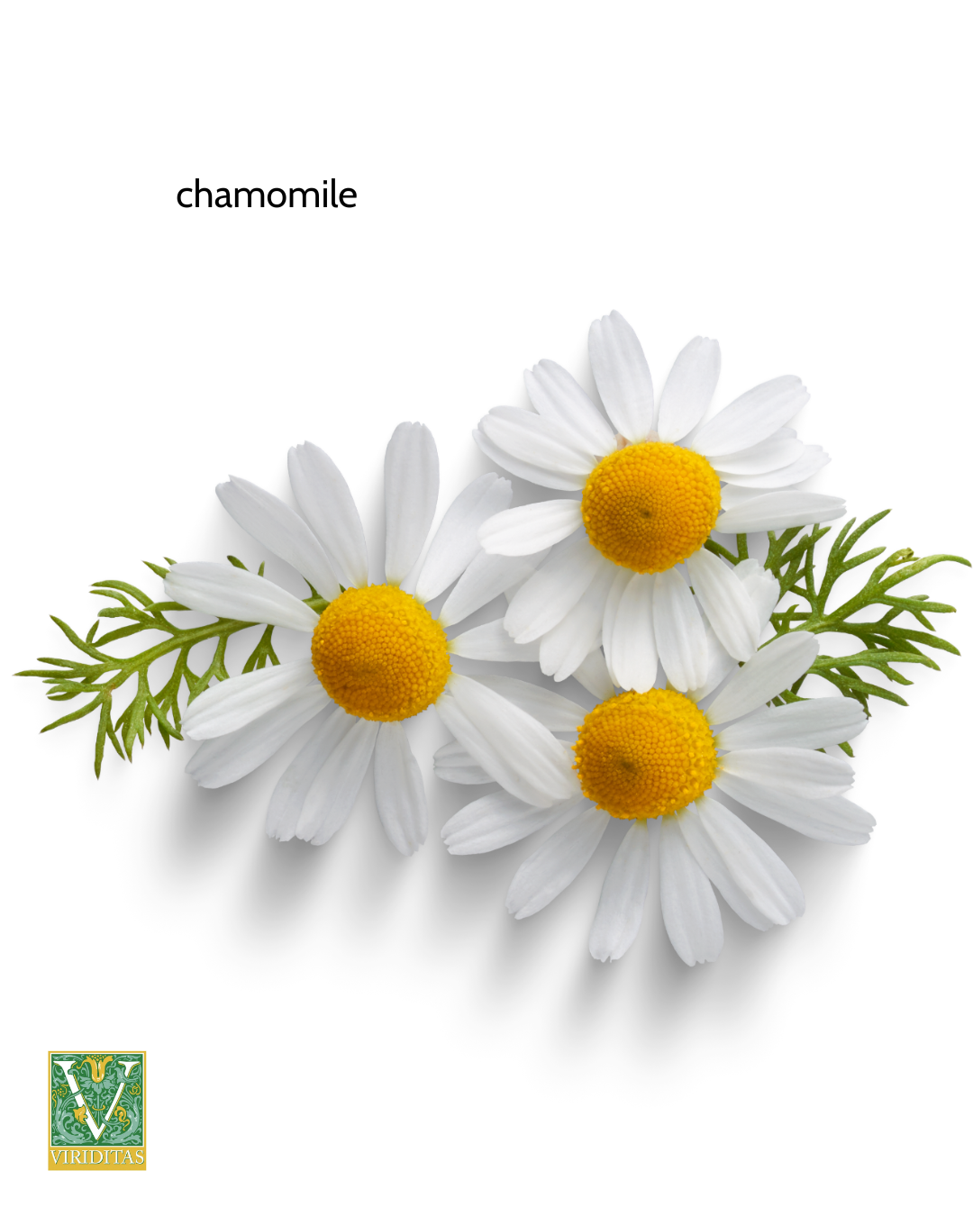 Viriditas Beauty Green Tea Mild Toner with Chamomile and Frankincense