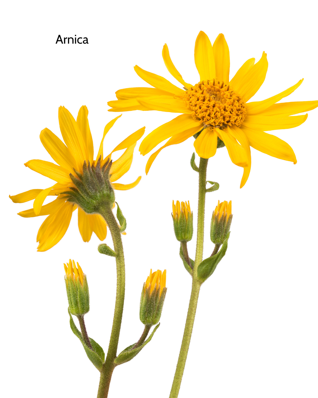 close up of several arnica flowers and buds