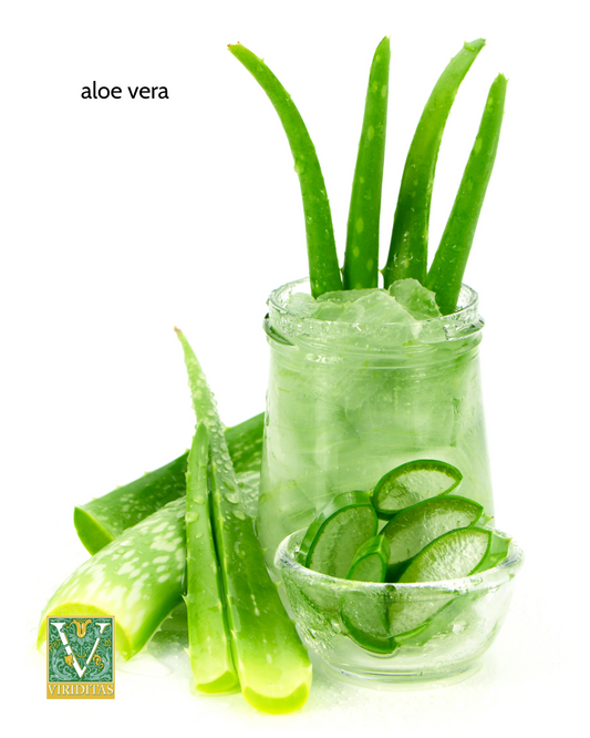aloe vera leaves cut and sliced, standing in ice water
