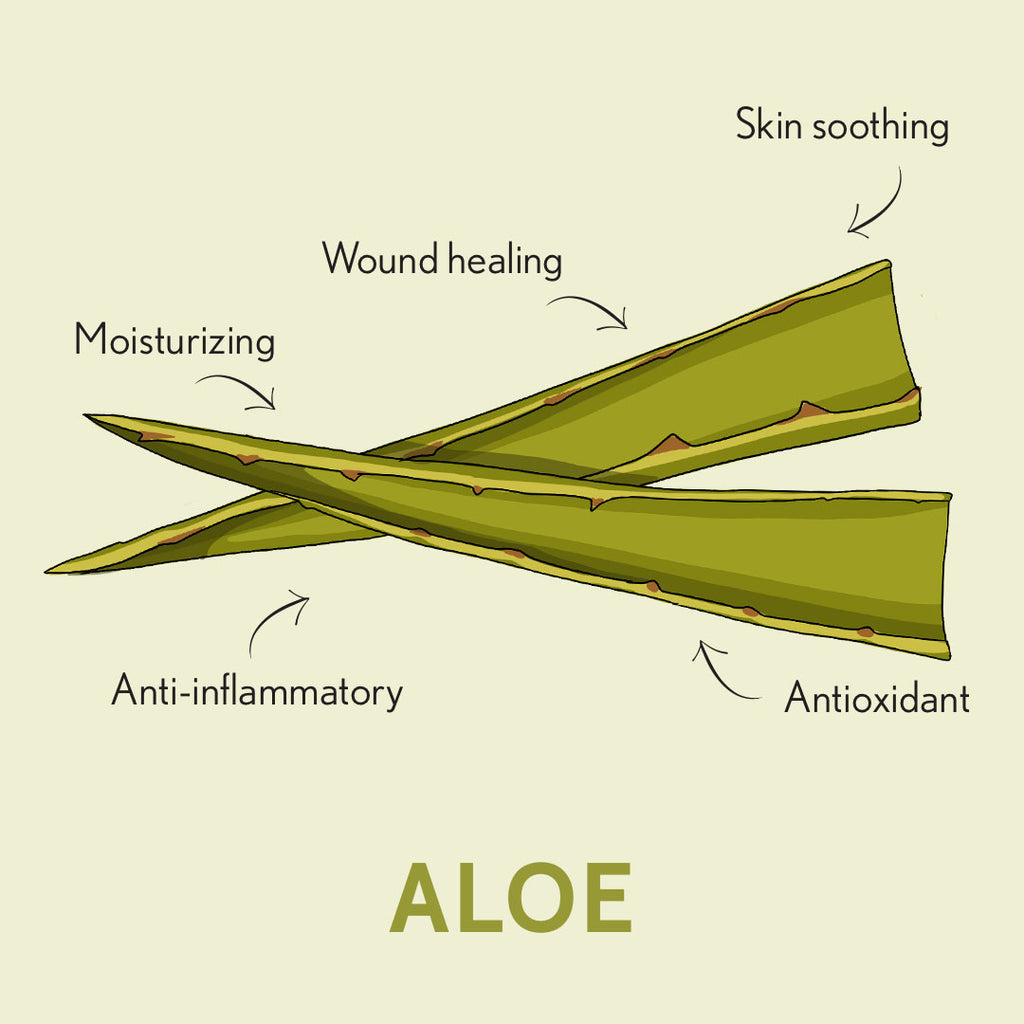 Aloe benefits infographic